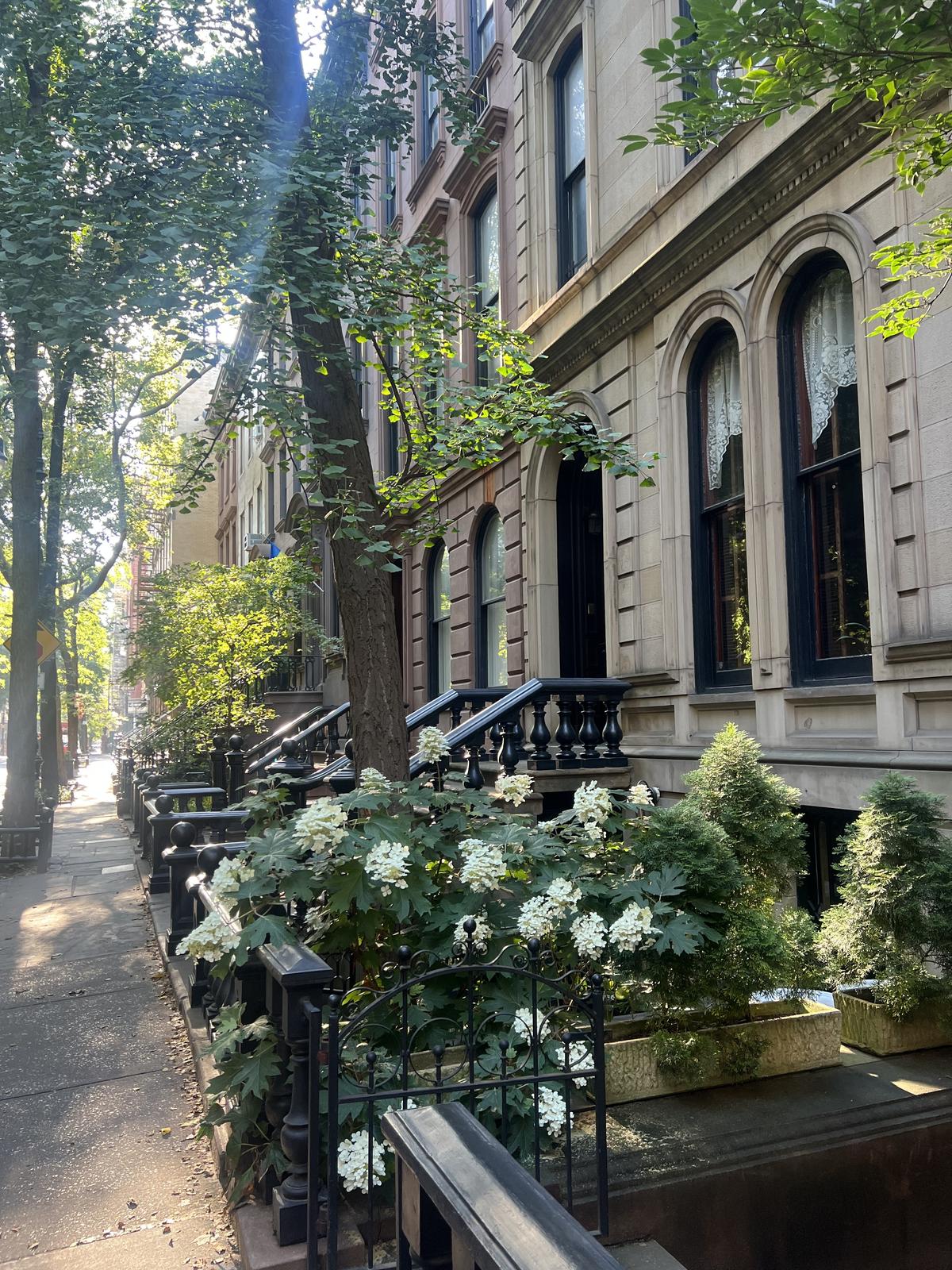 A tree-lined New York street